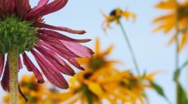 Naturopathic Medicine